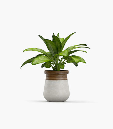 Decorative minimalist planter